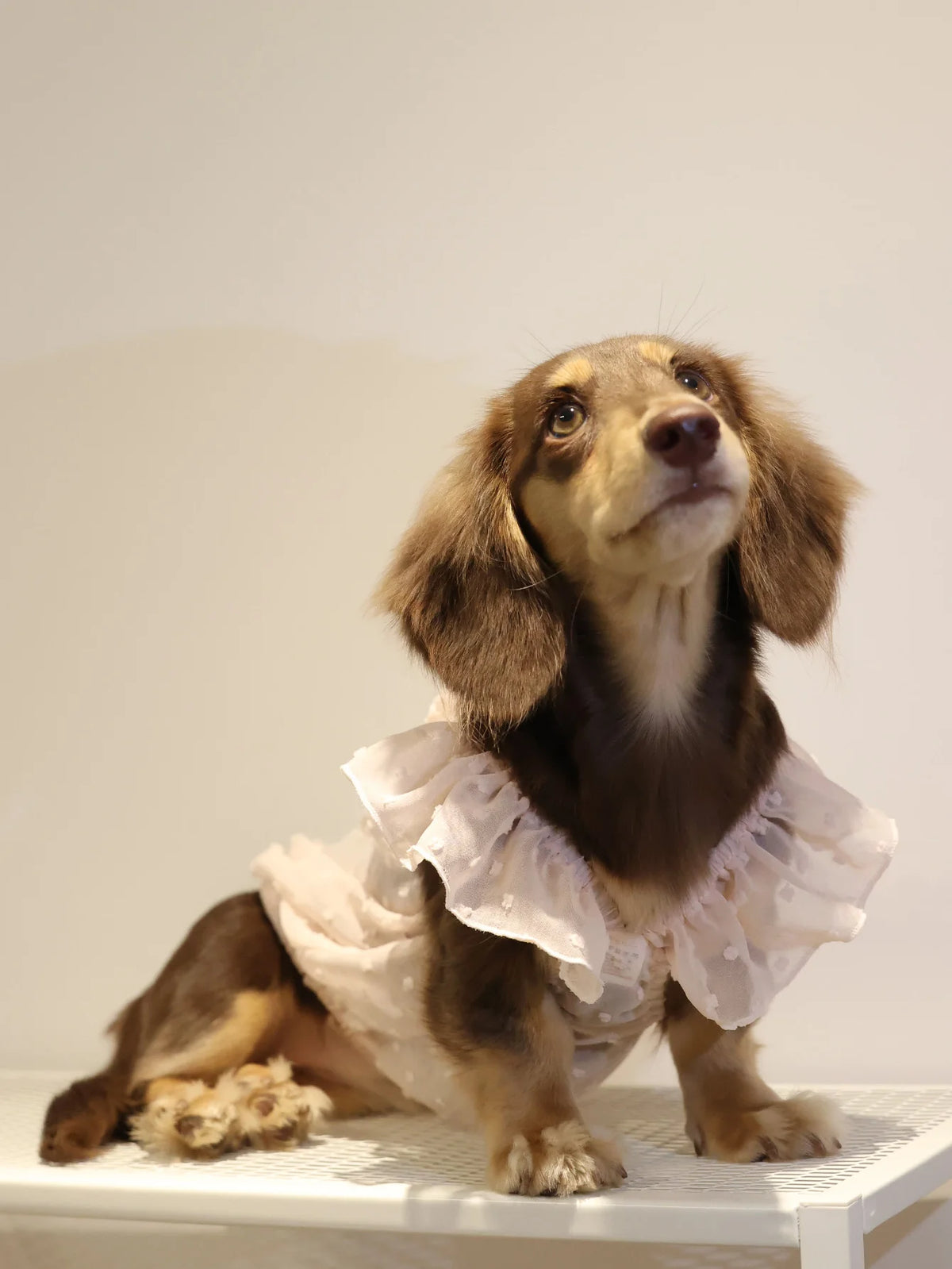 Summer Princess Dress for Dogs - product detail view