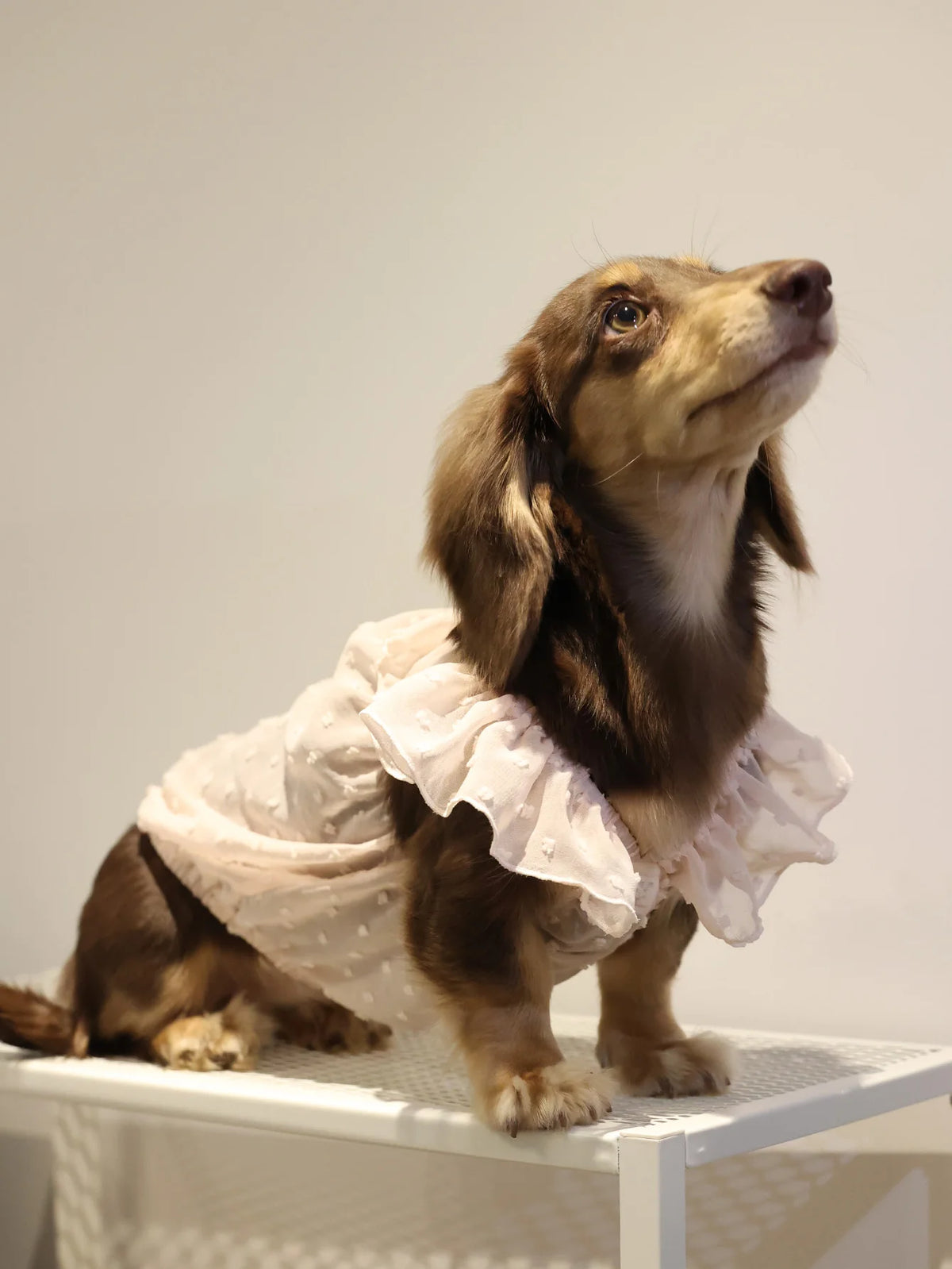 Summer Princess Dress for Dogs - close-up of lace detailing