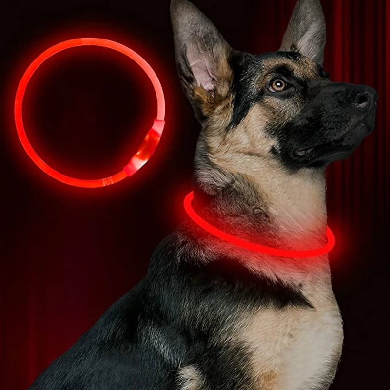 USB Rechargeable LED Glow Collar - dog wearing glow collar at night