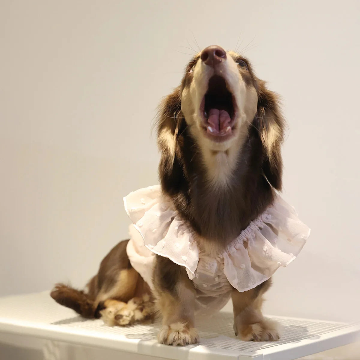 Summer Princess Dress for Dogs - dog wearing lace skirt dress