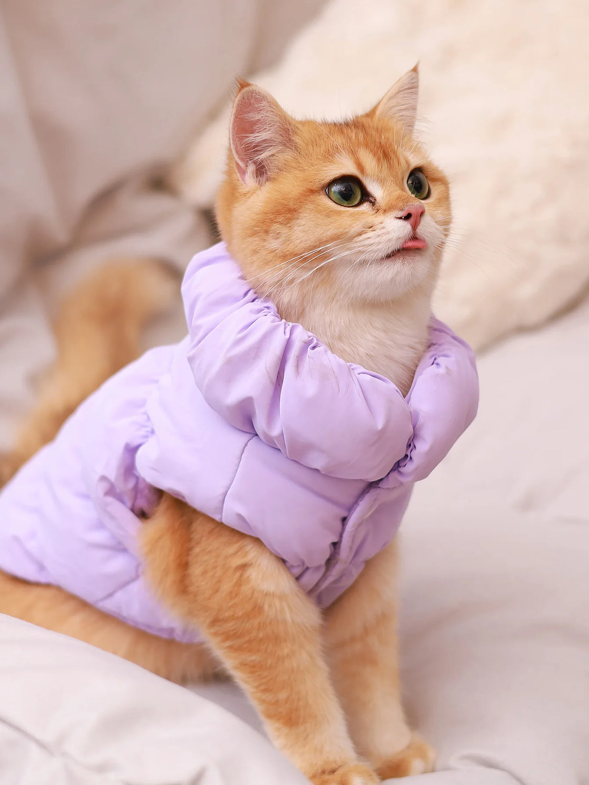 3-Layer Thick Dog Coat - product detail view