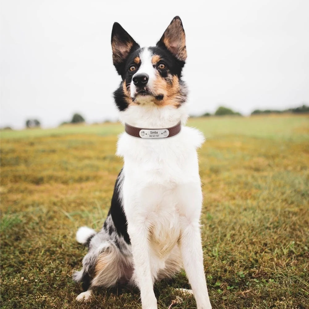 Carved ID Anti-Lost Leather Collar for Dogs, Puppies & Cats