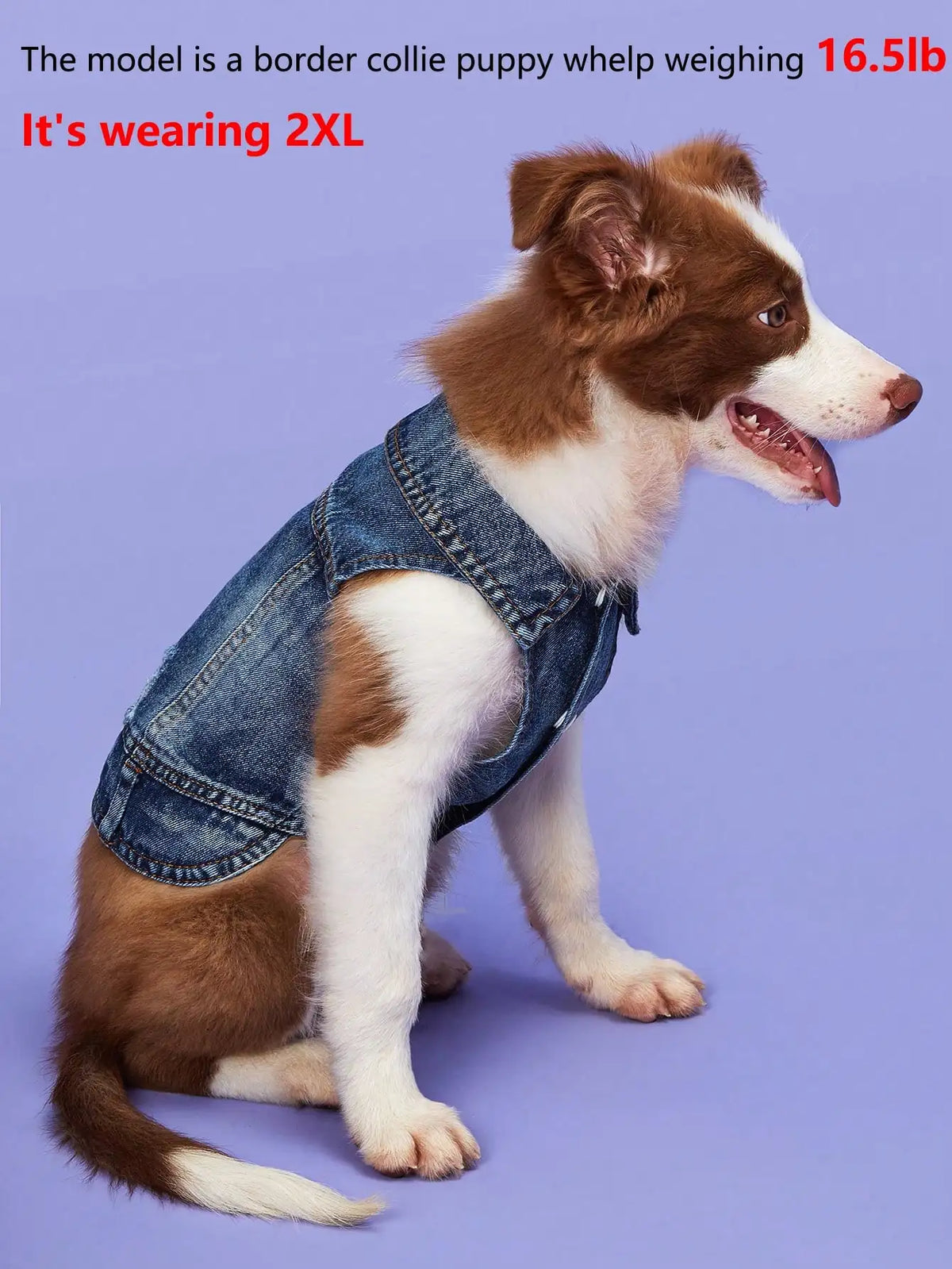 Blue Denim Jean Jacket for Dogs - product detail view
