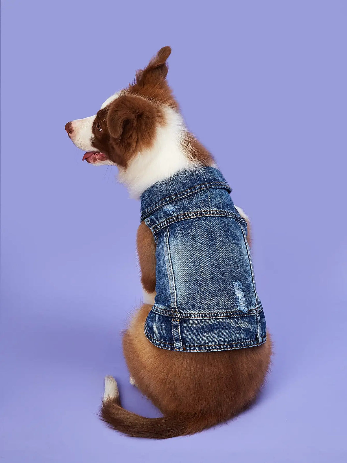 Blue Denim Jean Jacket for Dogs - main product photo