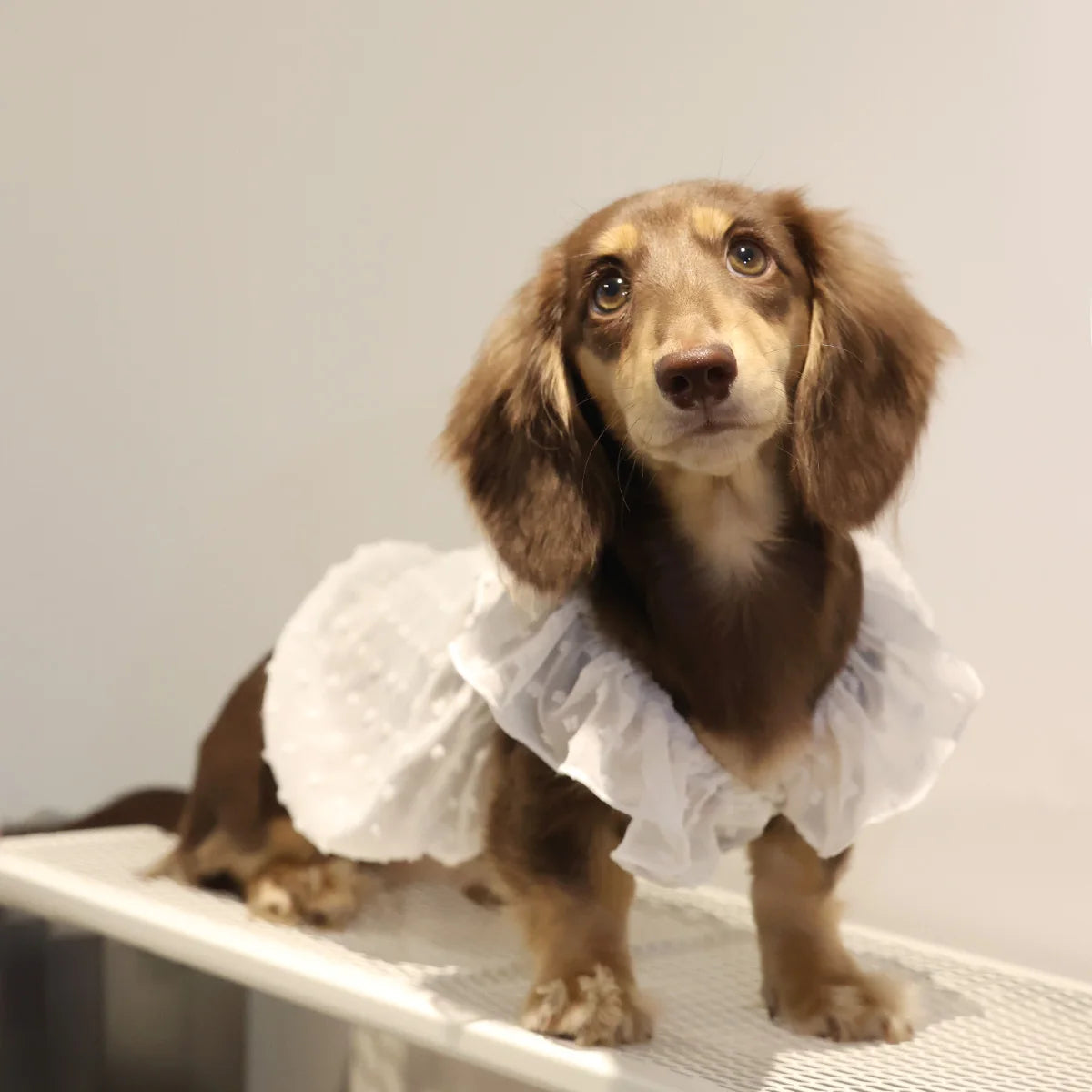 Summer Princess Dress for Dogs - main product photo