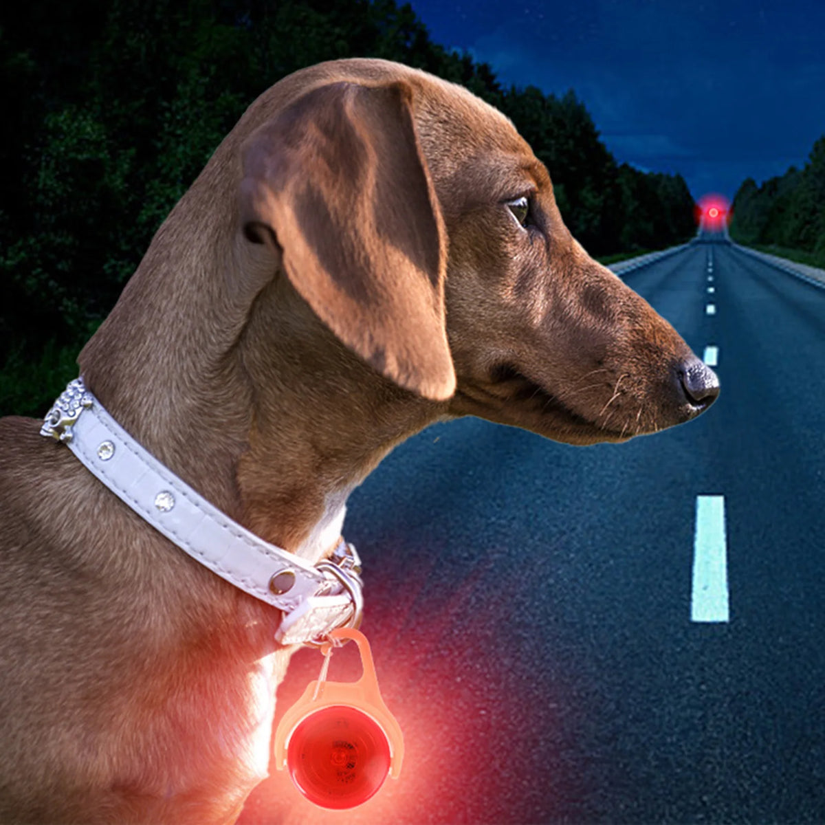 LED Glow Pendant for Collars - glowing pendant attached to collar at night